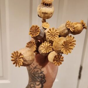 Dried Poppy Flowers